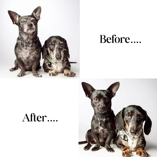 Petchoice™ Collagen