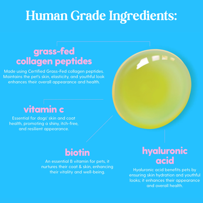 Petchoice™ Collagen